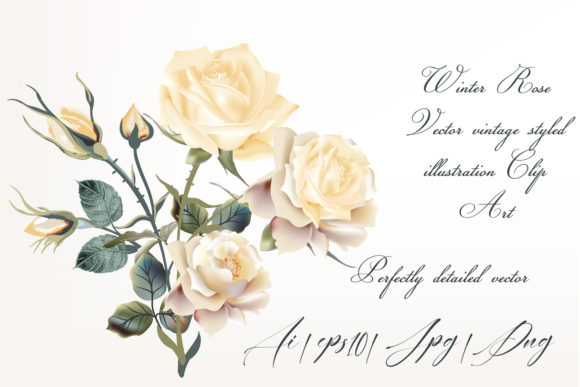 Beige Rose Vector Illustrations