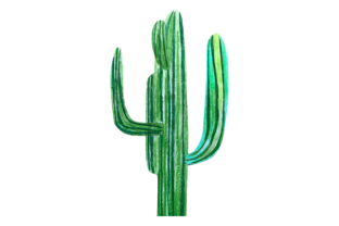 Cactus Illustrations for Branding