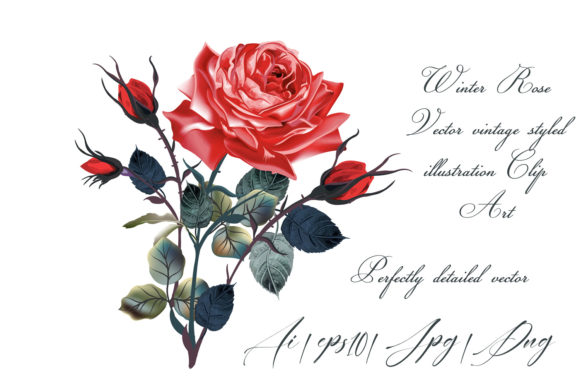 Red Rose Vector High Detailed Clip Art and Illustrations