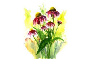 Sketch Drawing Summer Flowers Illustrations