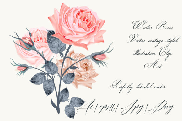 Vintage Vector Rose Illustration